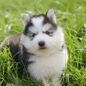 Meet your Posher, Brooklyn